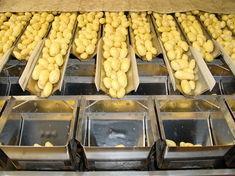 York potato firm receives £1m