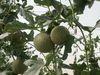 Syngenta launches melon website
