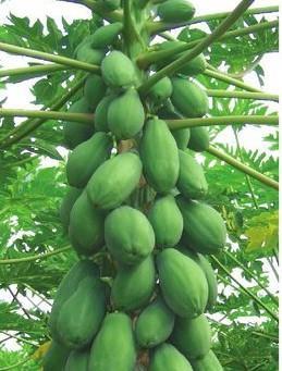 Brazilian papayas