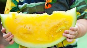 yellow-flesh-melon