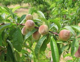 French peaches