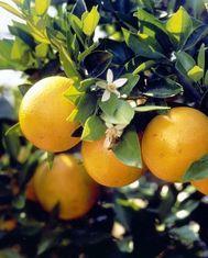 Florida citrus sendings nudge ahead