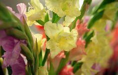 Sainsbury's flowers get the ruffled look