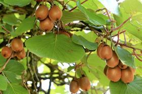 GEN Kiwifruit vine