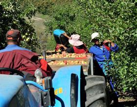 RSA top fruit harvest