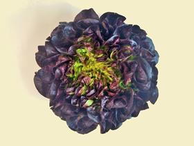 by Sainsbury's Red Butterhead Lettuce