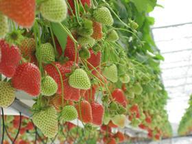 BE Hoogstraten strawberries