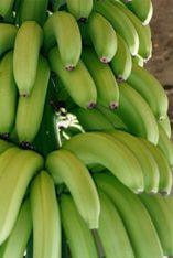 Dichotomy plagues banana sector in worrying turn