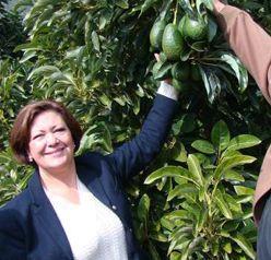 Chile Minister Avocados