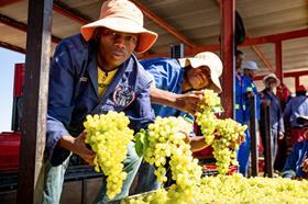 South African Raisins grape packing