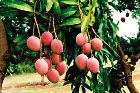 Australian calypso mango