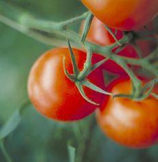 Greenery takes supermarket accolade