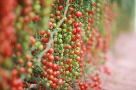 Hydroponic tomatoes