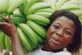 Ghana bananas