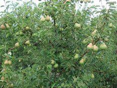South African pear season begins