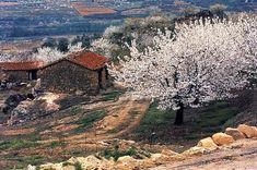 Cherry trees in bloom in the Jerte valley