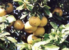Florida growers need to move on