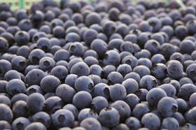 CL ChileanBlueberries