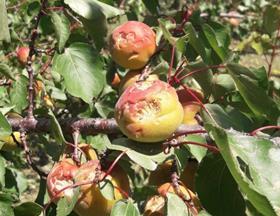 French peaches damaged