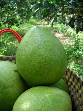 Vietnam pomelo