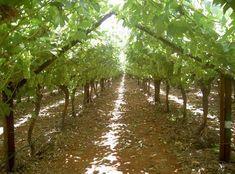 South African grape volume down