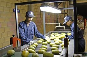 Pakistan mango packing