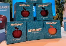 Morgana apples launch