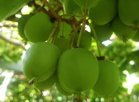 Giumarra kiwiberries New Zealand