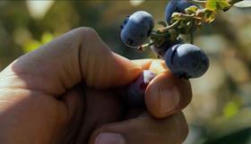 Agrovision blueberries