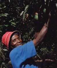 Malet Azoulay launches Fairtrade avocados