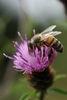 Almost 20 per cent of UK honeybee colonies died last winter