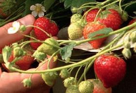 Italian strawberries