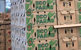 Oppy Eco Farms California Avocados