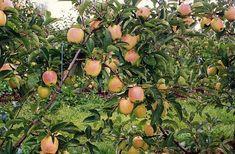 French exporters face apple challenge