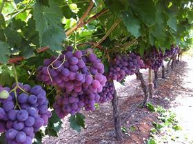 NCF Grape Vines