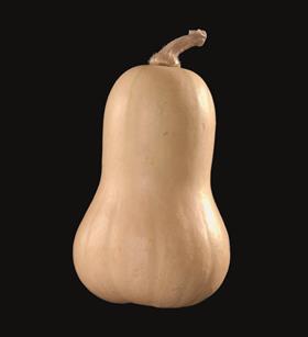 Butternut Hawk