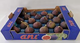 Ani Tarim figs