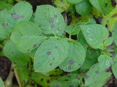 The first symptoms of Alternaria
