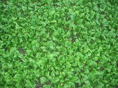 Spinach crops are set to benefit from the new SOLA