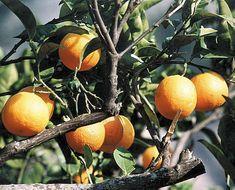 UK delivers on Spanish citrus