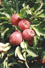 French fruit offers many competitive advantages