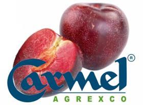 Agrexco plums 2011
