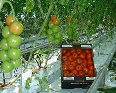 Sales of loose round tomatoes have been very strong in their first week on the market