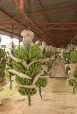 Ecuador banana crisis continues