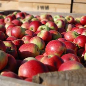 Mansfields' rosy Worcester apples in wooden bins
