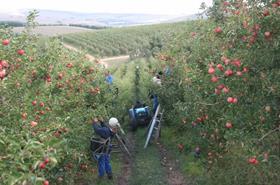 South Africa apple harvesting