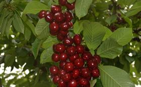 NZ cherries