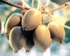 Good growing conditions have favoured crop development for New Zealand kiwifruit