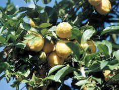 Energy crisis hits citrus