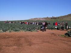 Sakata hosts broccoli meeting